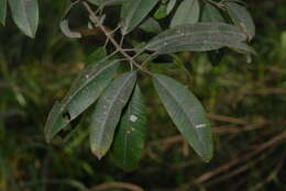 Image de Ozoroa obovata var. elliptica R. & A. Fernandes