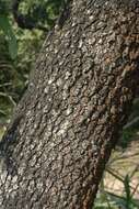 Image of Sandveld or Coastal raisin tree