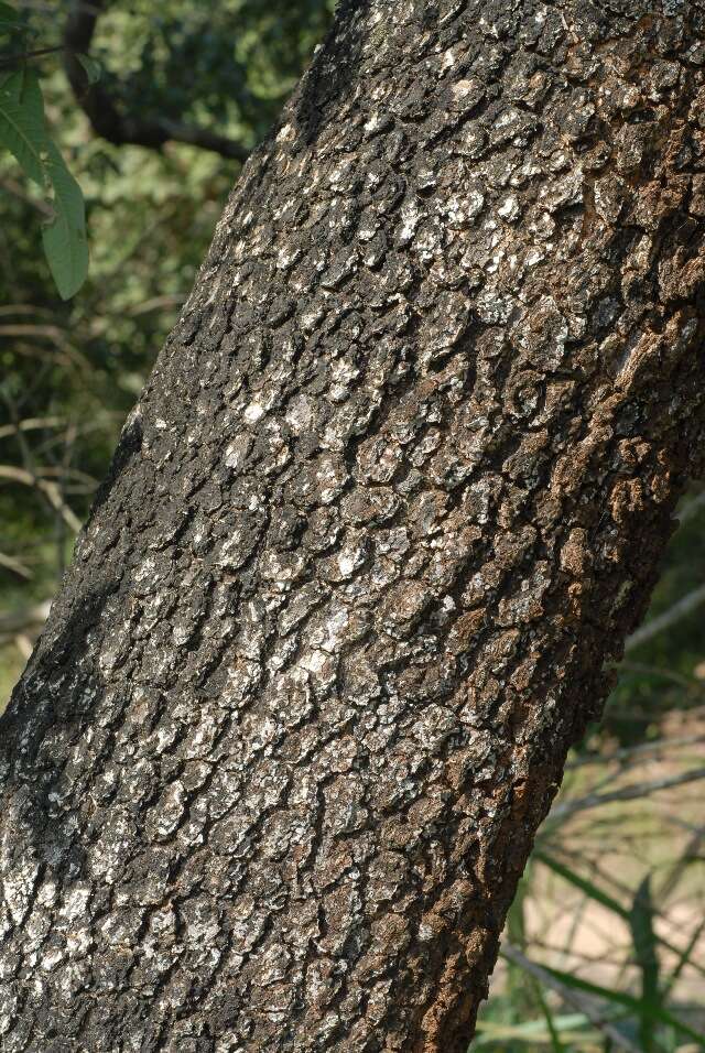 Image de Ozoroa obovata var. elliptica R. & A. Fernandes