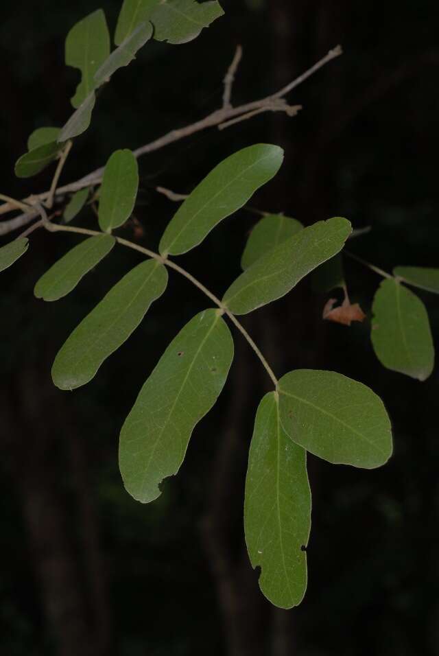 Imagem de Julbernardia globiflora (Benth.) Troupin