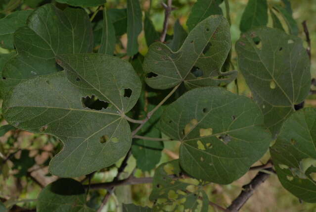 Imagem de Thespesia garckeana F. Hoffm.