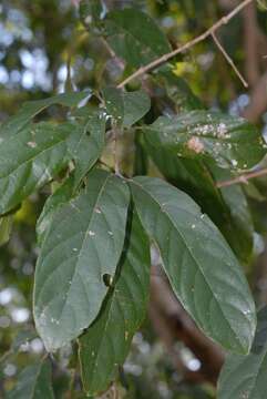 Image of Large-fruited bushwillow