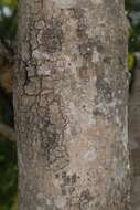 Image of Large-fruited bushwillow