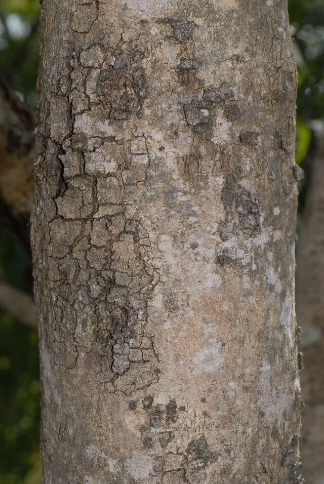 Imagem de Combretum zeyheri Sond.