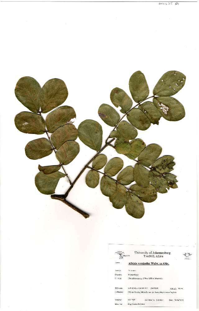 Image of Large-leaved albizia