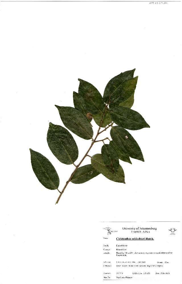 Image of Cleistanthus schlechteri (Pax) Hutch.