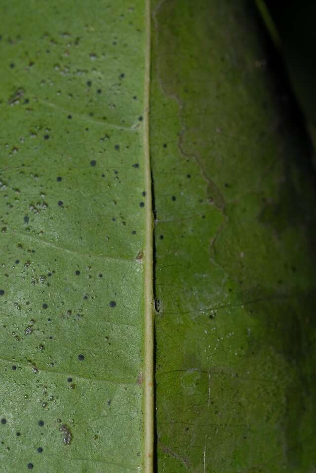 Image of Cleistanthus schlechteri (Pax) Hutch.