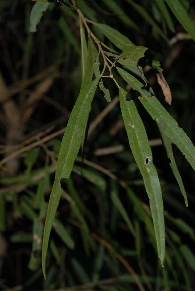 Слика од Boscia salicifolia Oliv.