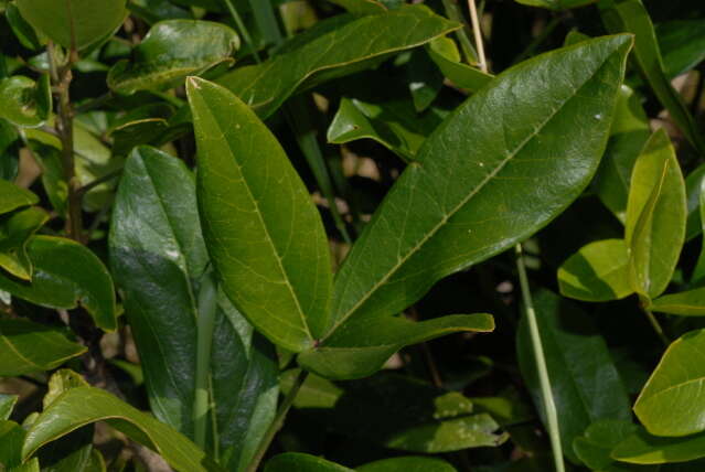 Image of Cucumber-bush