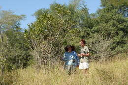 Image of Cucumber-bush