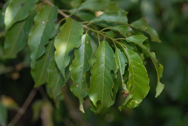 Image of Thicket bushwillow