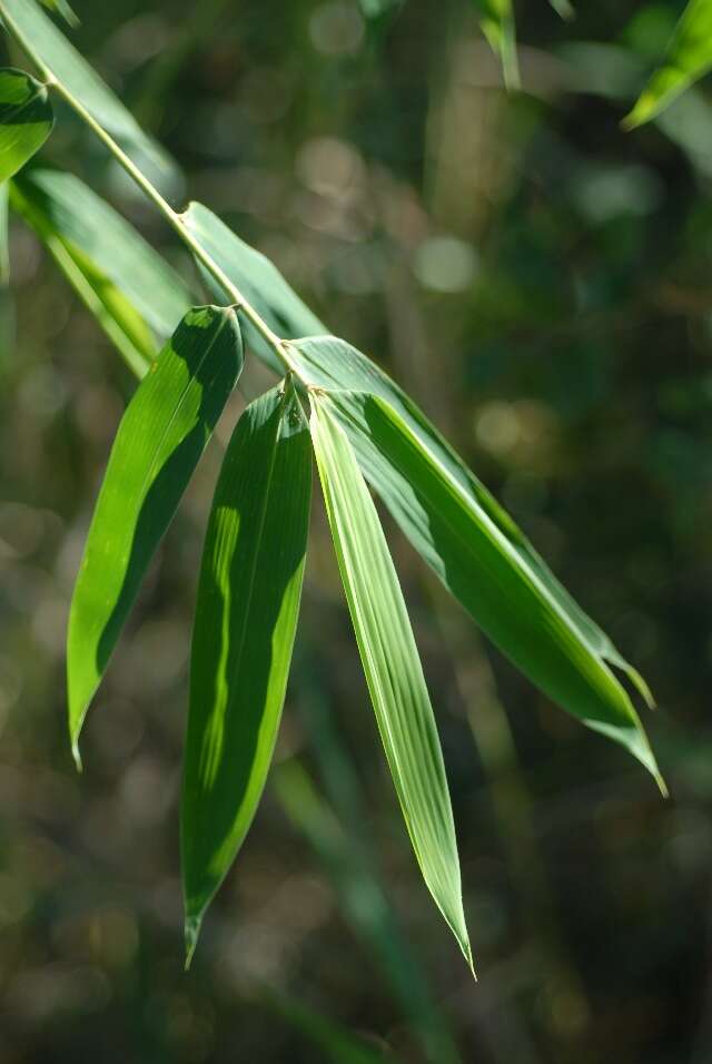 Image of Oxytenanthera abyssanica