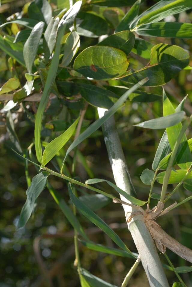 Image of Oxytenanthera abyssanica