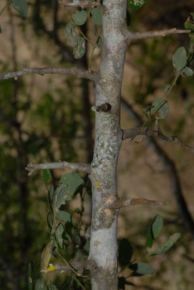 Слика од Albizia anthelmintica Brongn.