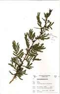 Plancia ëd Acacia xanthophloea