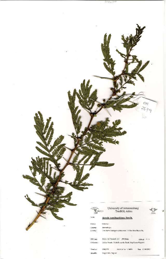 Image of Acacia xanthophloea