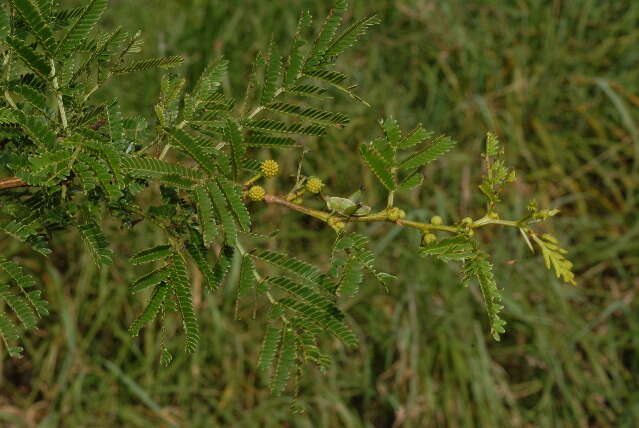 Image of Acacia xanthophloea