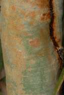 Plancia ëd Acacia xanthophloea