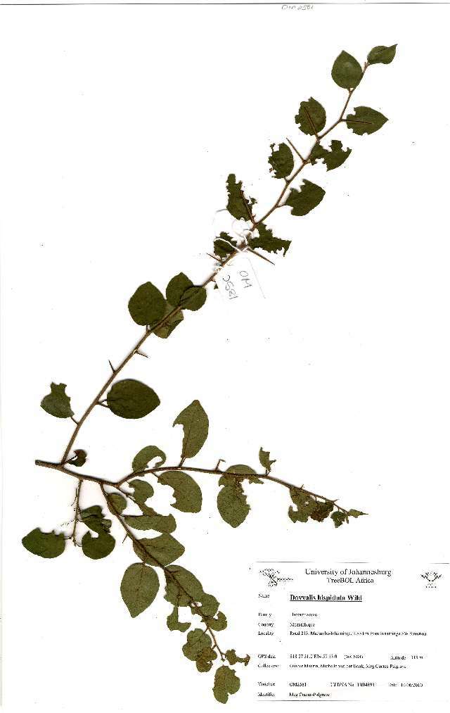 Image of Bristly sourberry