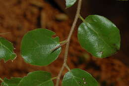 Image of Bristly sourberry
