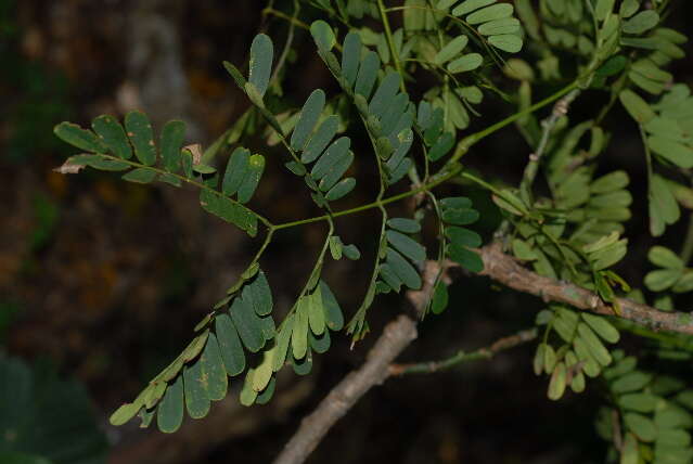 Image of Zambezi entada