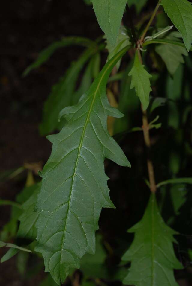 Image of Do-re-mi flower