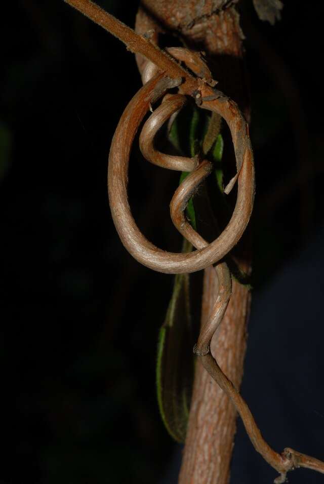 Image of Wingless combretum