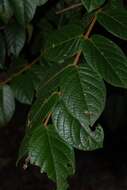 Image of Wingless combretum