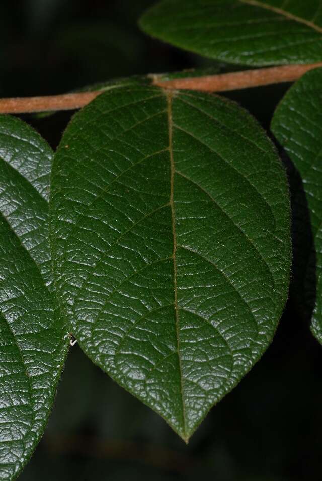 Image of Wingless combretum