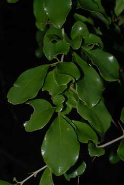 Image of Ceylon gooseberry