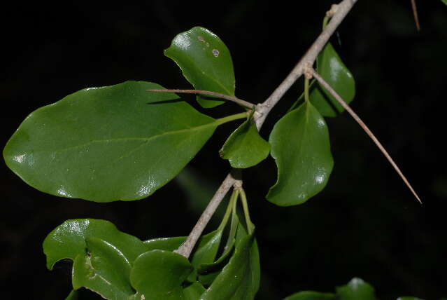 Image of Ceylon gooseberry