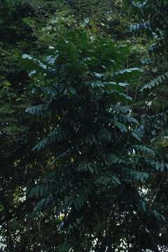 Image of African Mahogany