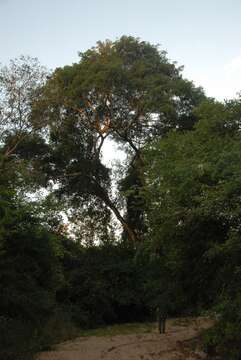 Image of Albizia glaberrima (Schum. & Thonn.) Benth.