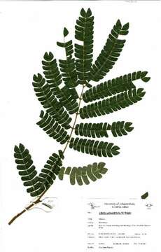 صورة Albizia adianthifolia (Schum.) W. Wight