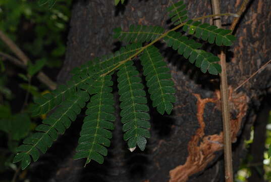 صورة Albizia adianthifolia (Schum.) W. Wight