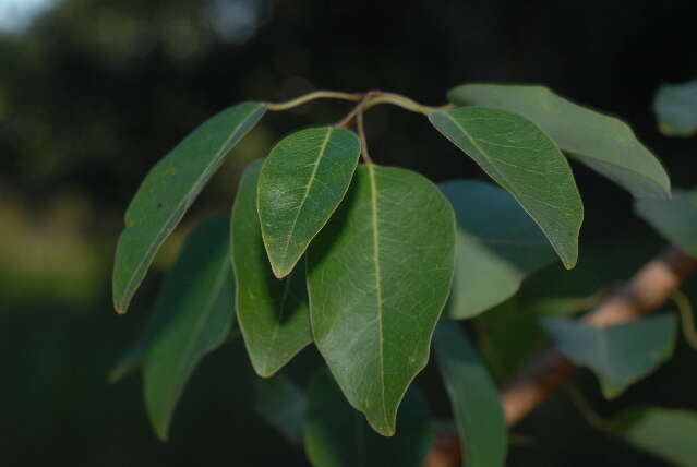 Maprounea africana Müll. Arg.的圖片