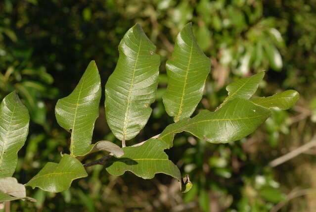 Image of Mobola plum