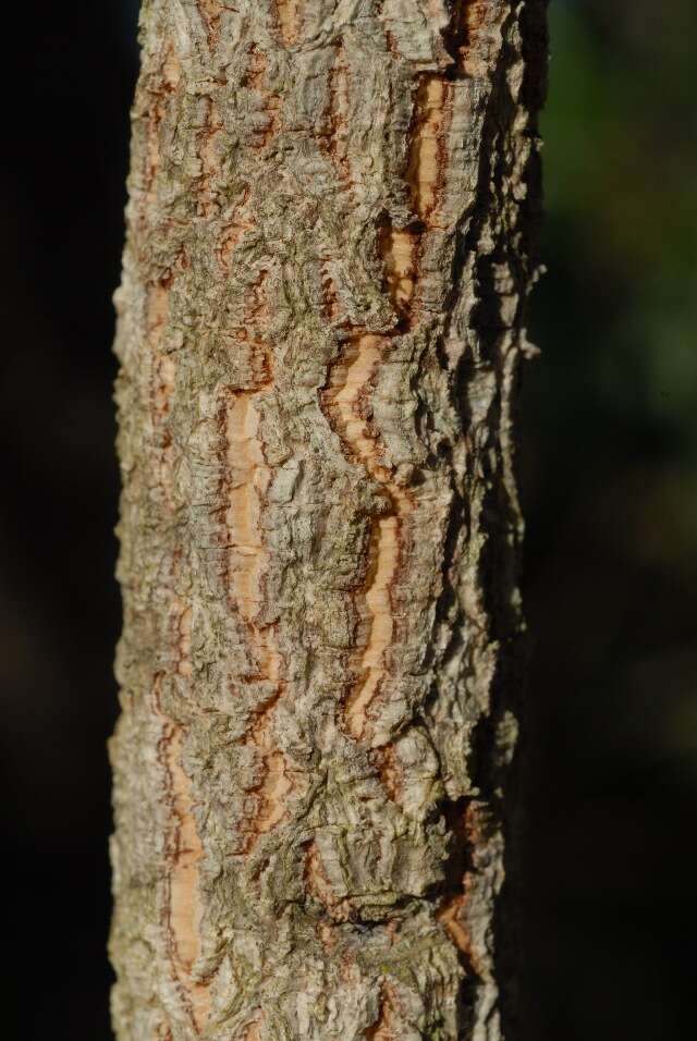 Parinari curatellifolia Planch. ex Benth. resmi