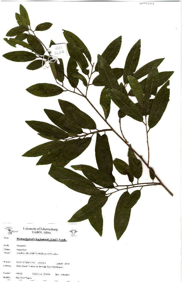 Image of Buchanan's dwaba-berry
