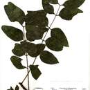 Cassia afrofistula Brenan resmi
