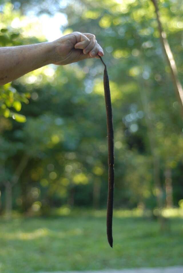 Imagem de Cassia afrofistula Brenan