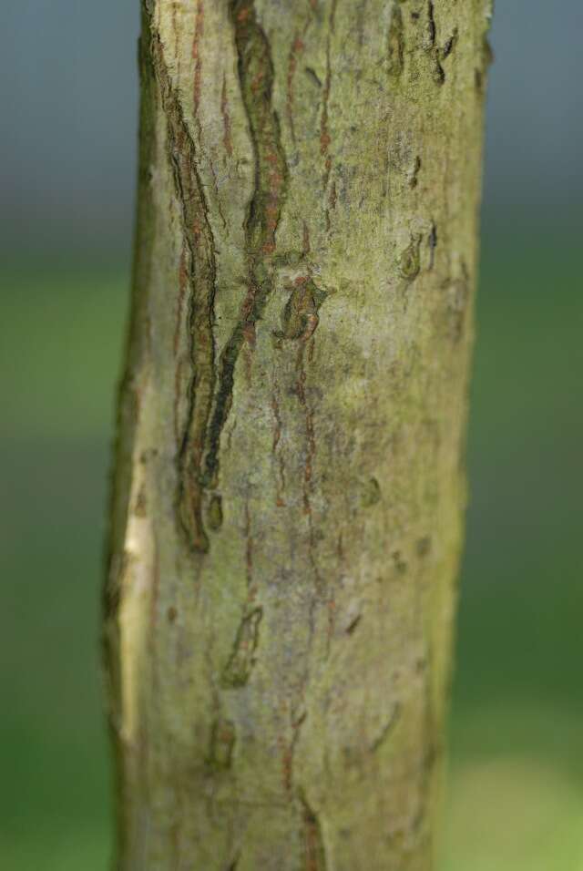 Imagem de Cassia afrofistula Brenan