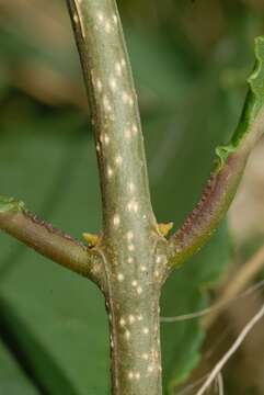 Image de Schrebera trichoclada Welw.