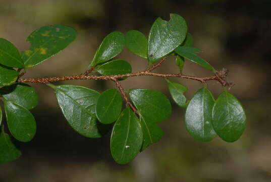 Image of Margaritaria discoidea (Baill.) G. L. Webster