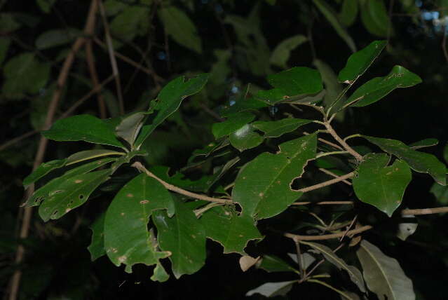 Image of Forest milkberry