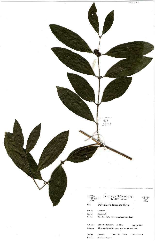 Image of Polysphaeria lanceolata Hiern