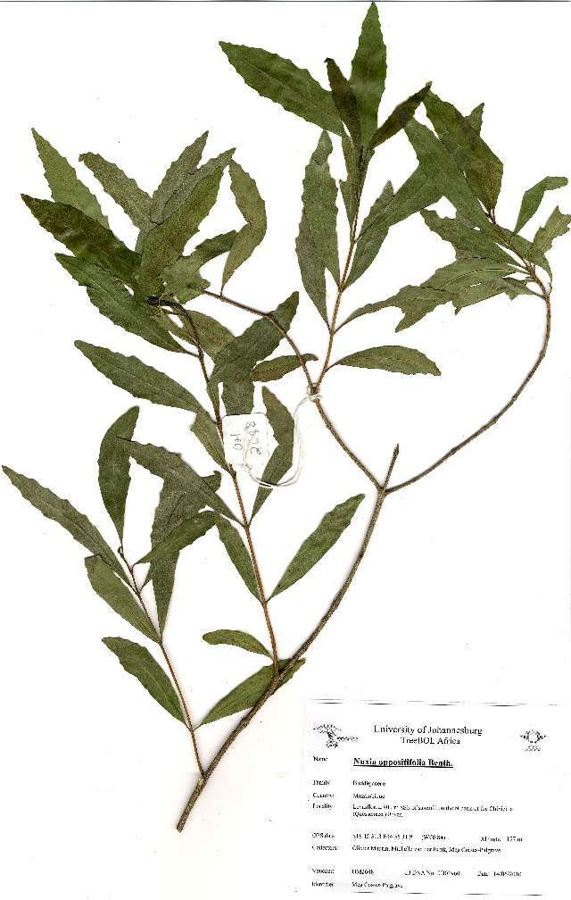 Image of Nuxia opposifolia