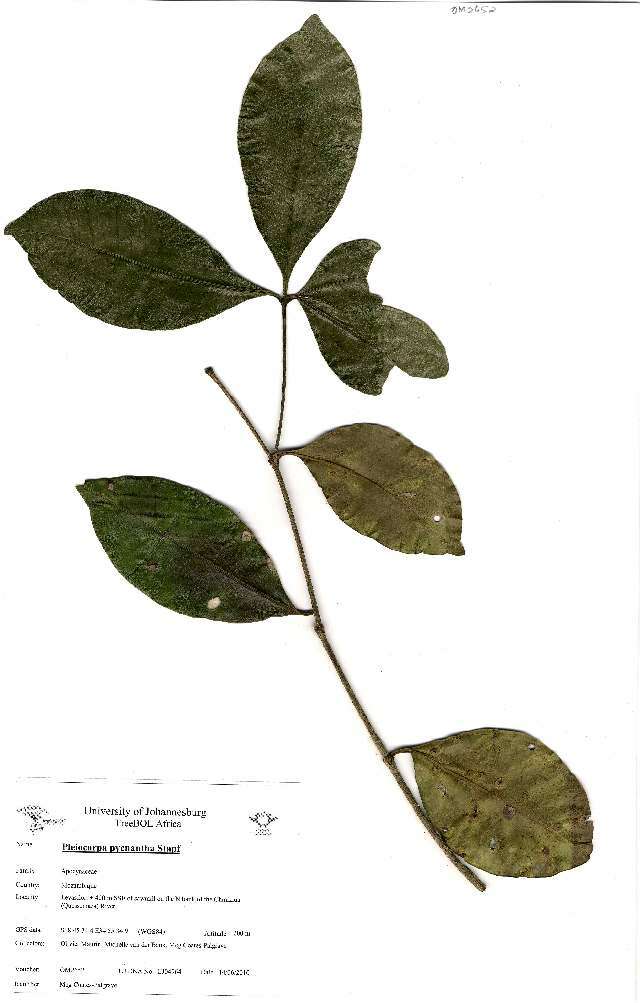 Sivun Pleiocarpa pycnantha (K. Schum.) Stapf kuva