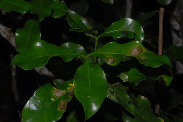 صورة Pleiocarpa pycnantha (K. Schum.) Stapf