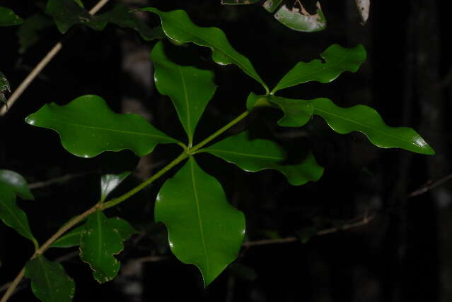 Sivun Pleiocarpa pycnantha (K. Schum.) Stapf kuva